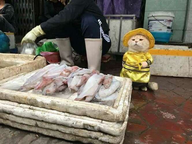 Conheça o mais fofo vendedor de peixes do Vietnã, que está conquistando a internet