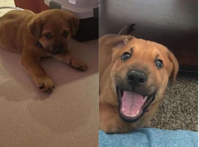 Fotos mostrando cães antes e depois de terem sido adotados