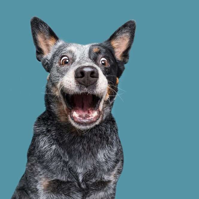 Fotógrafo registra imagens de cães visando mostrar que cada um destes animais é único