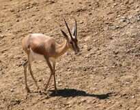 8 animais que vivem no deserto do Saara e que você provavelmente não conhece