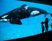 Conheça Kiska, a baleia mais solitária do mundo que vive sozinha em um tanque há 10 anos