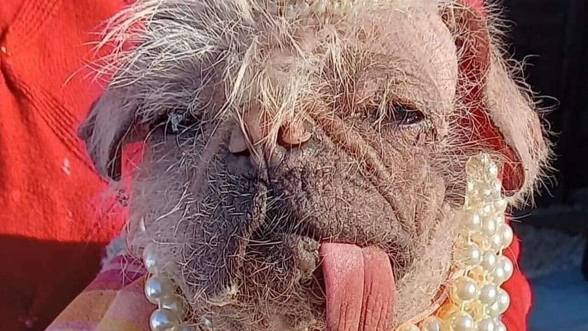Concurso tenta premiar cão mais feio do Reino Unido
