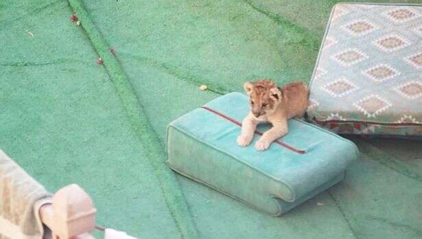 Filhote de leão é forçado a viver em uma pequena varanda no Catar durante a Copa do Mundo