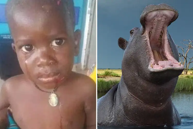 Hipopótamo engole menino de 2 anos que milagrosamente é cuspido em seguida