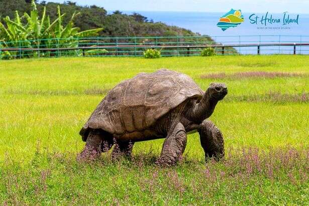 Tartaruga completa 190 anos e se torna o animal vivo mais velho do mundo