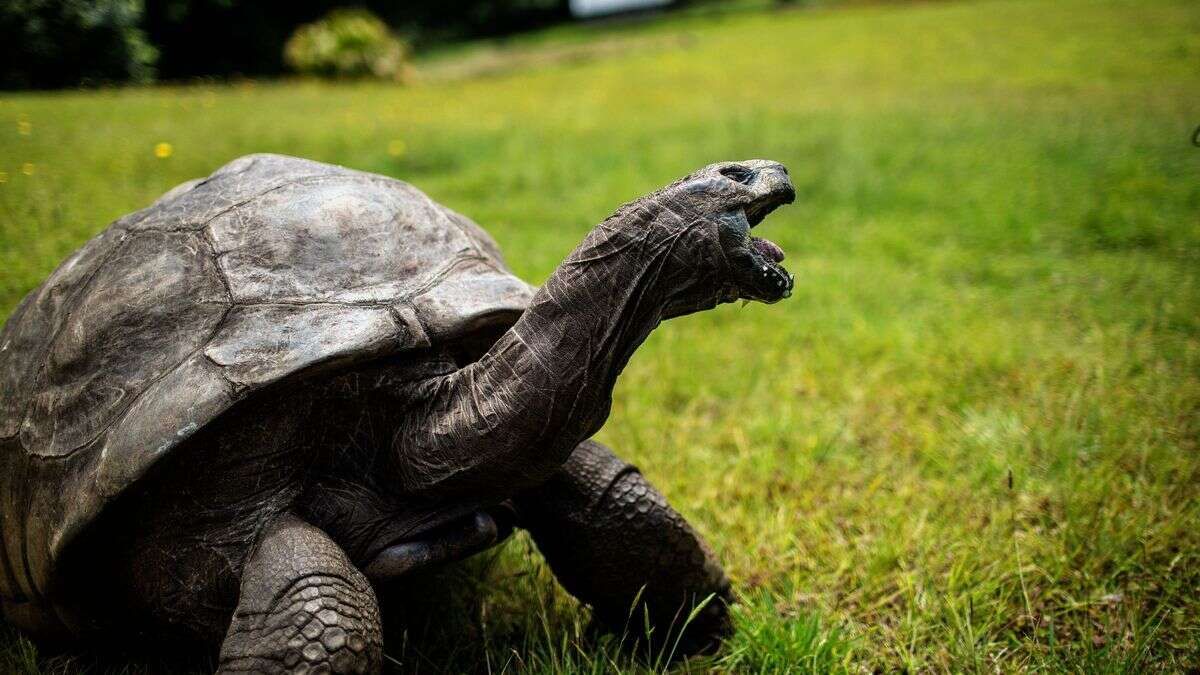 Tartaruga completa 190 anos e se torna o animal vivo mais velho do mundo