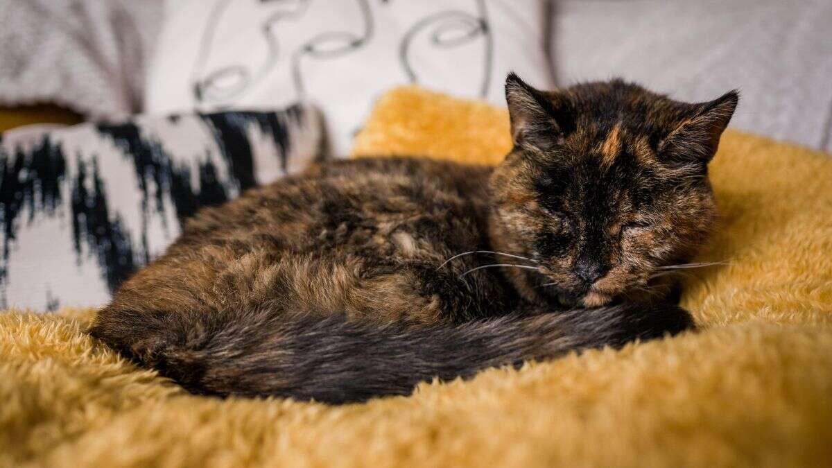 Conheça a gata mais velha do mundo nomeada pelo Livro dos Recordes