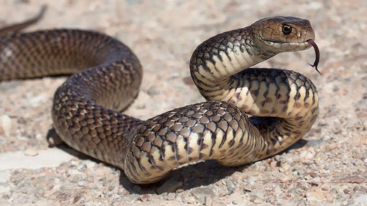 Homem morre ao ser picado na frente da esposa por uma das cobras mais venenosas do mundo