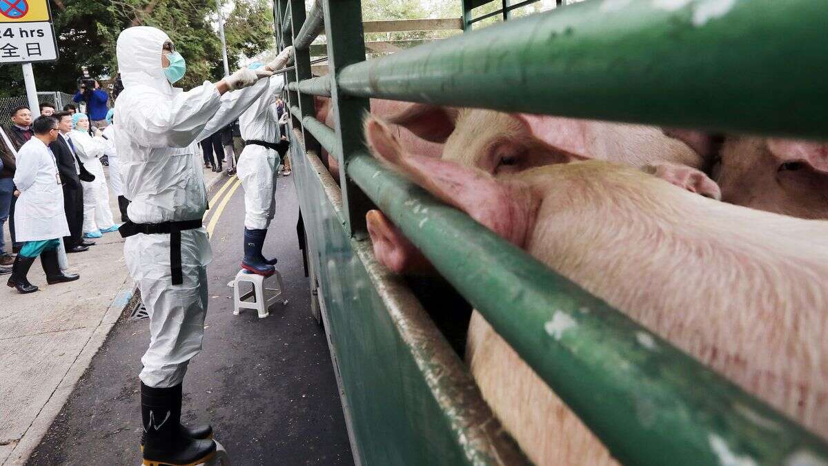 Porco mata açougueiro que tentava matá-lo em matadouro