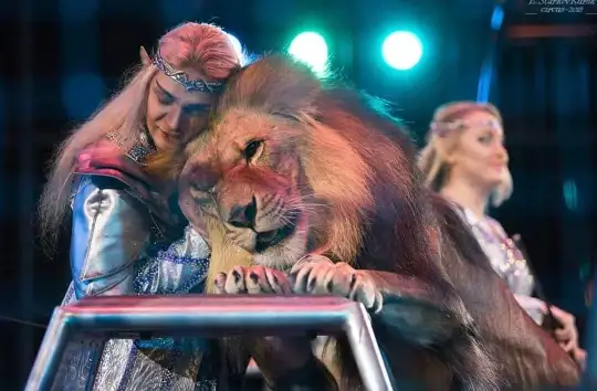 Vídeo domadora de leões salva marido da morte durante apresentação de circo