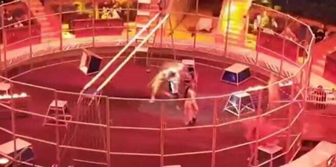 Vídeo domadora de leões salva marido da morte durante apresentação de circo