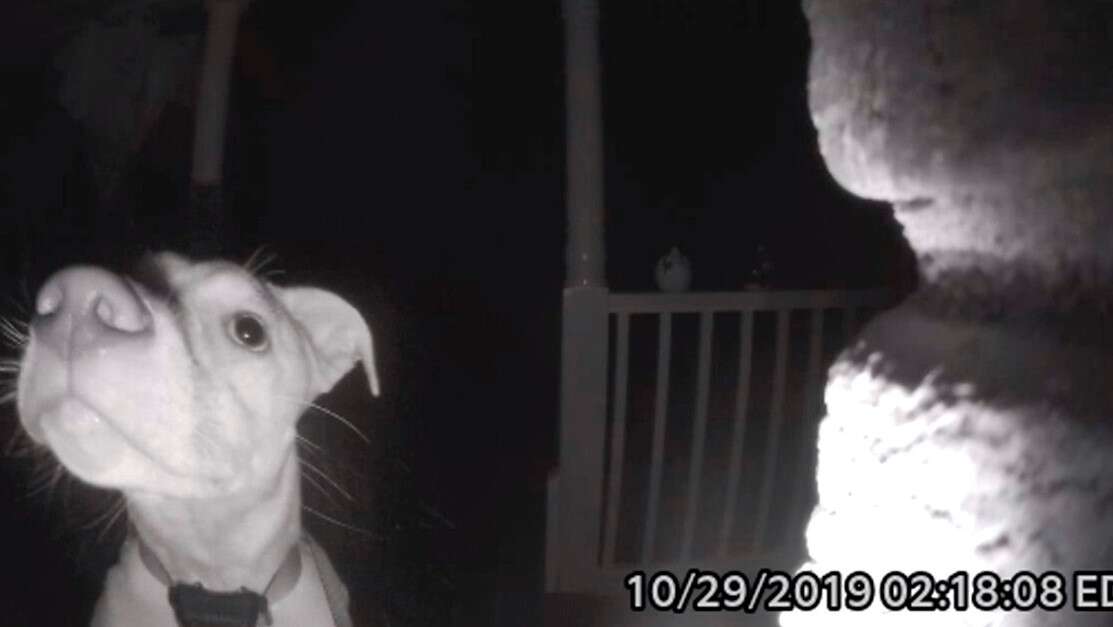 Cachorro toca campainha de sua casa às 2h da manhã após chegar tarde em casa