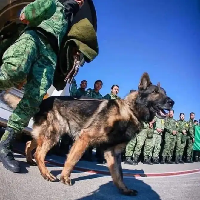 Cão mais corajoso do mundo que ajudou a salvar vidas após terremotos na Turquia morre soterrado por escombros