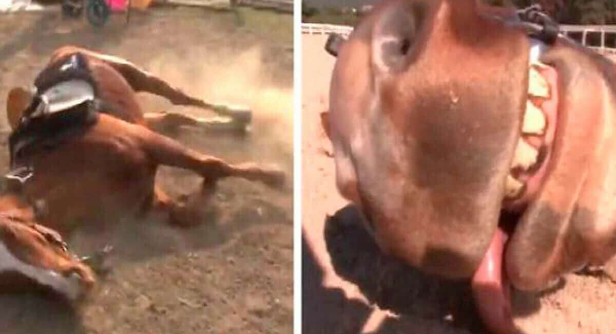 Cavalo preguiçoso se finge de morto toda vez que alguém tenta montá-lo