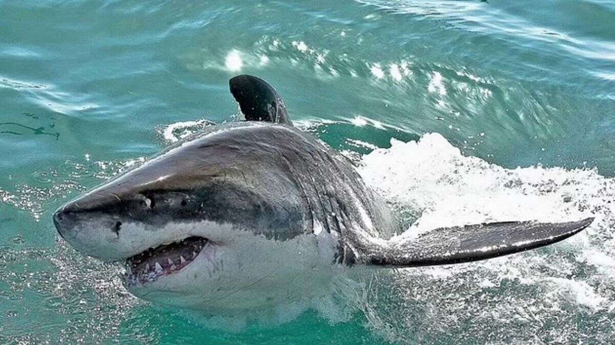 Homem é decapitado por enorme tubarão branco por causa de seu traje de mergulho
