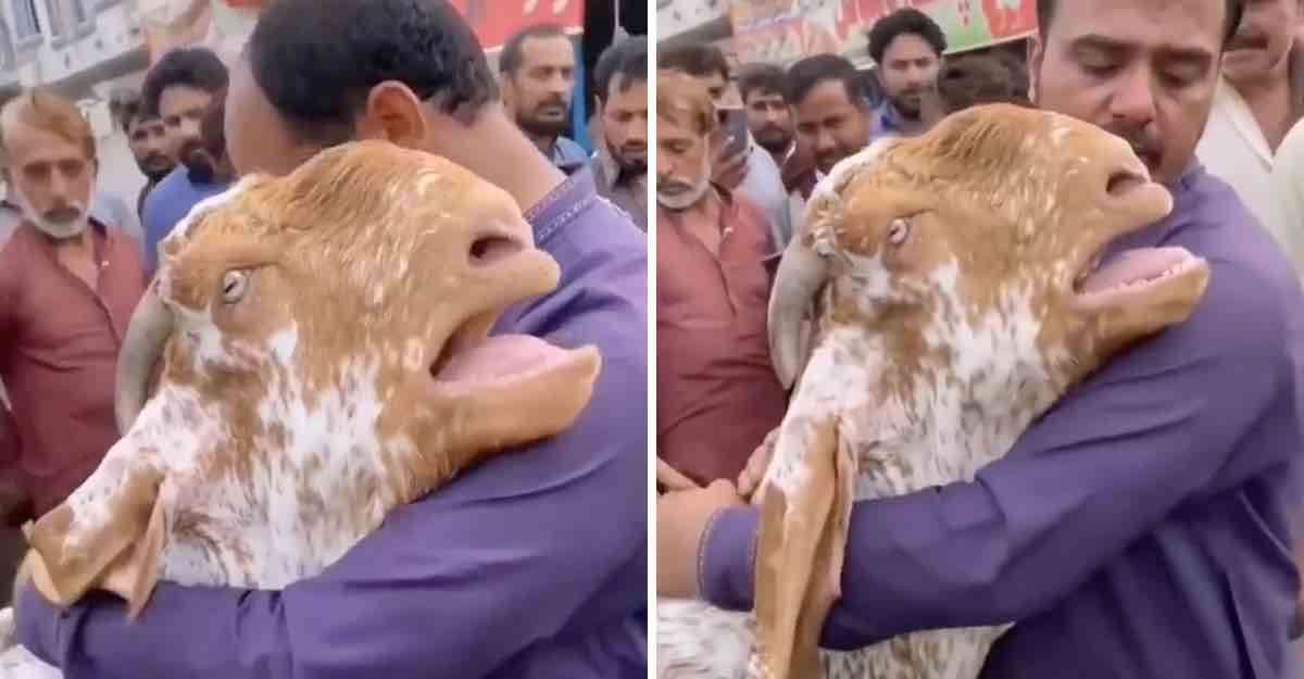 Cabra abraça seu dono e chora como um humano para ele não vendê-la [Vídeo]