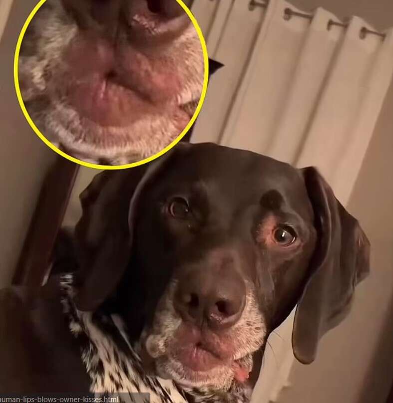 Cachorro com lábios humanos chama atenção na internet