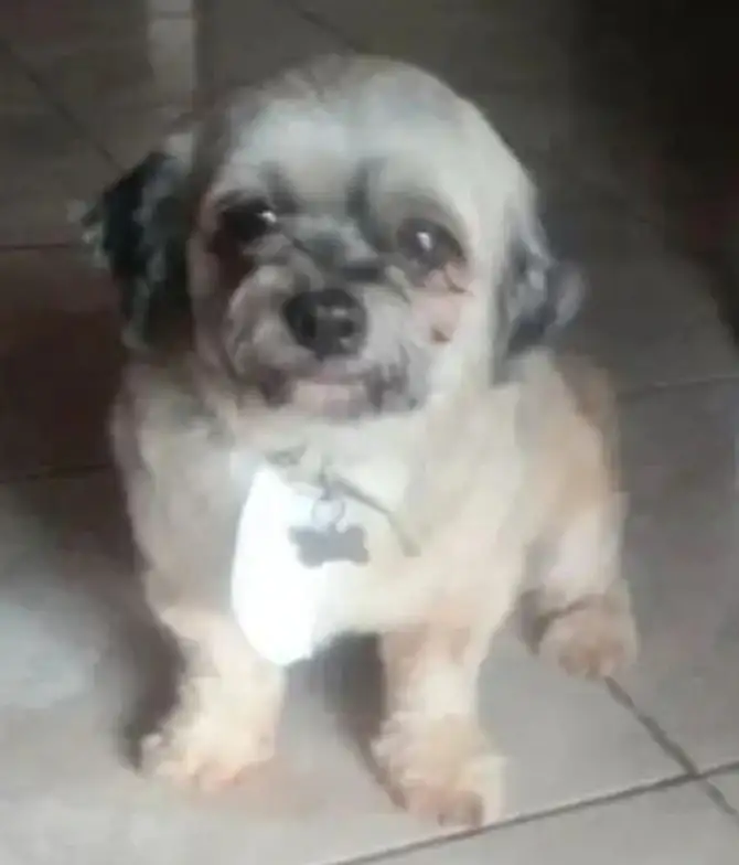Cão é enviado a Pet shop para ser tosado e retorna como cinzas em cidade brasileira