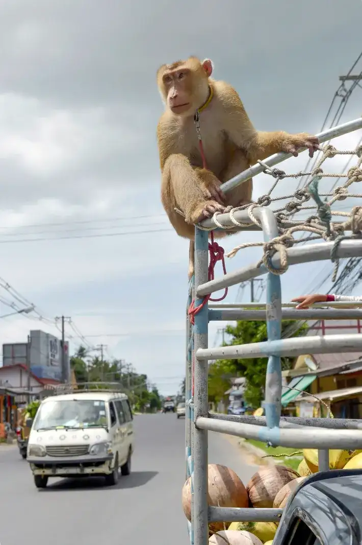 Conheça os macacos forçados a colher coco na Tailândia