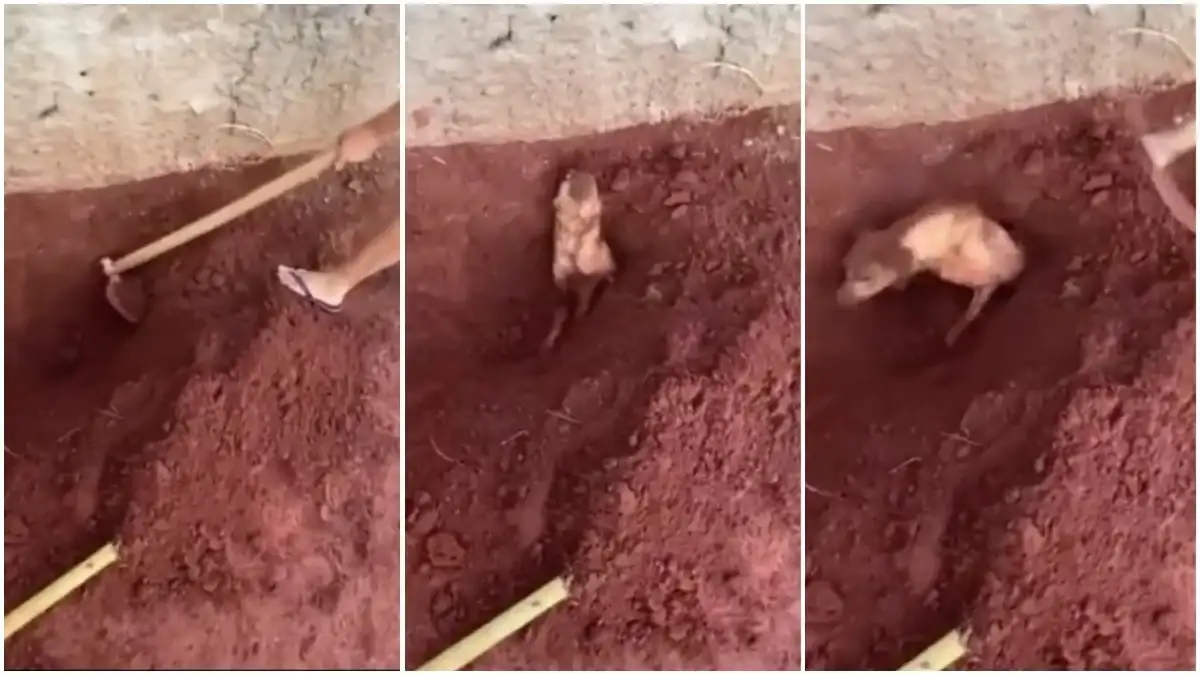 Mulher é presa depois de enterrar cachorro da vizinha porque ele não parava de latir