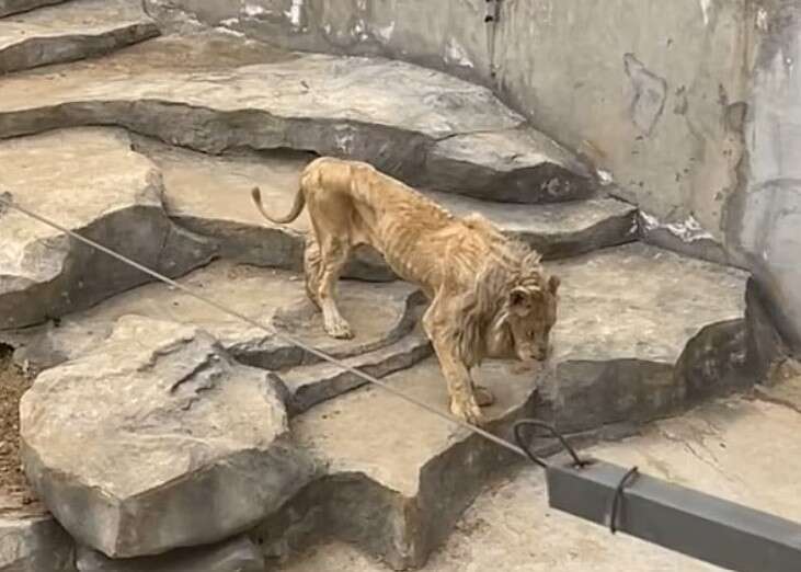 Vídeo causa revolta ao mostrar leão extremamente magro em zoológico na China