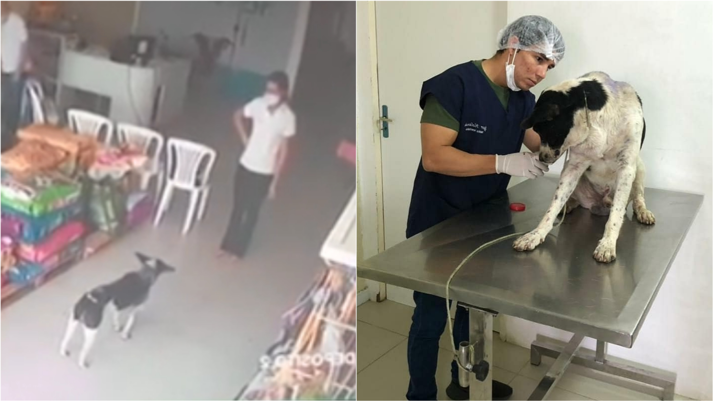 Cachorro ferido vai a clínica veterinária e pede ajuda a profissionais