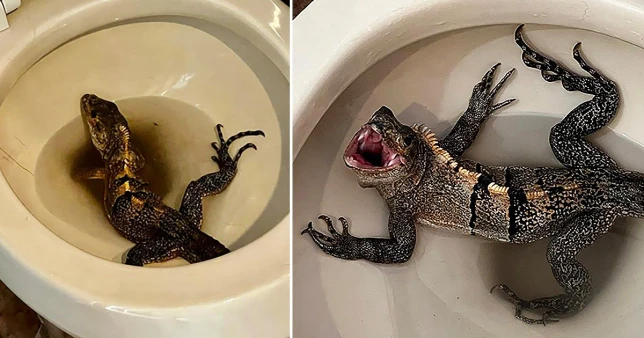Homem leva enorme susto ao usar banheiro e encontrar criatura bizarra no vaso sanitário