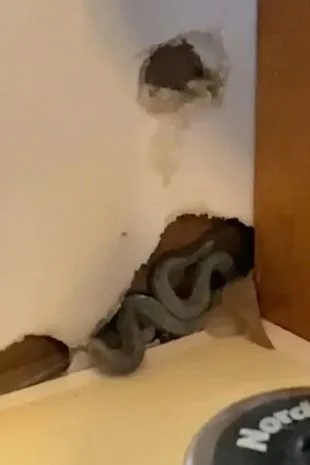 Mulher descobre 10 cobras vivendo nas paredes de sua casa