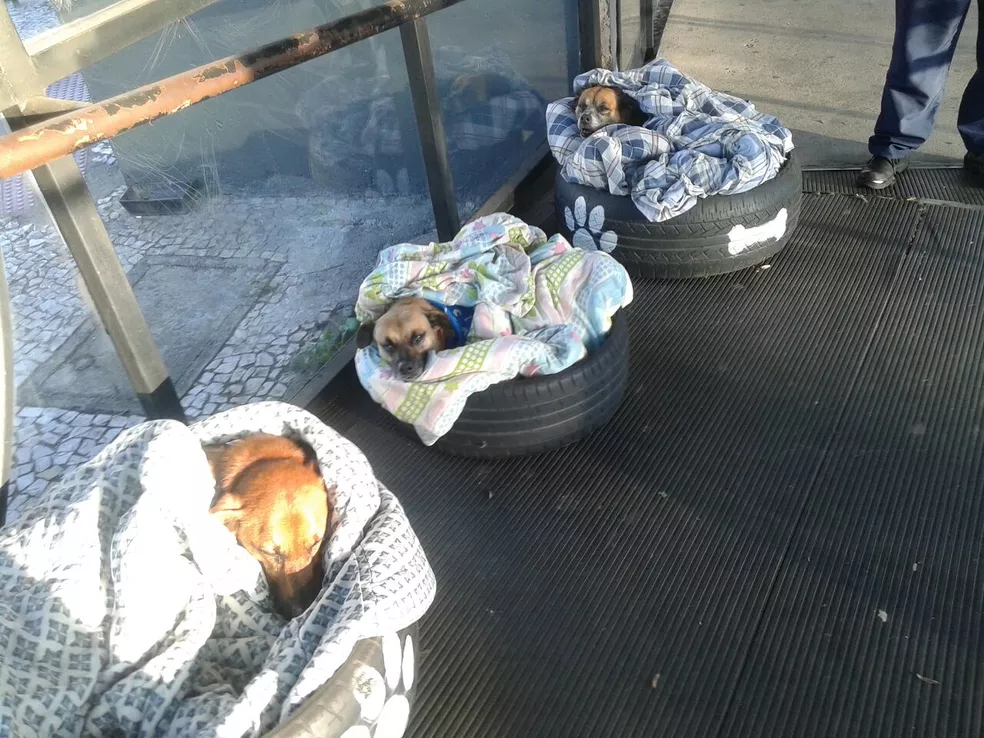 Mulher improvisa camas para proteger cãezinhos de rua do frio