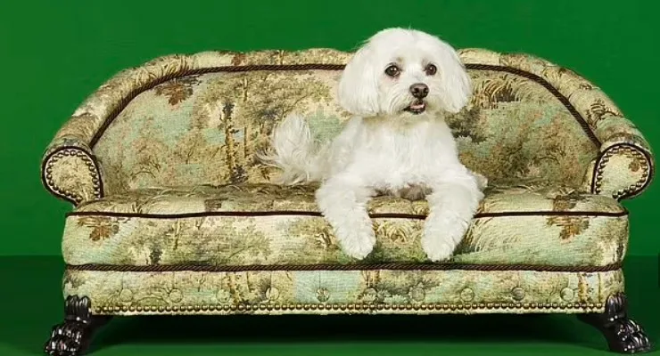 Gucci vende camas para cães custando 36 mil reais