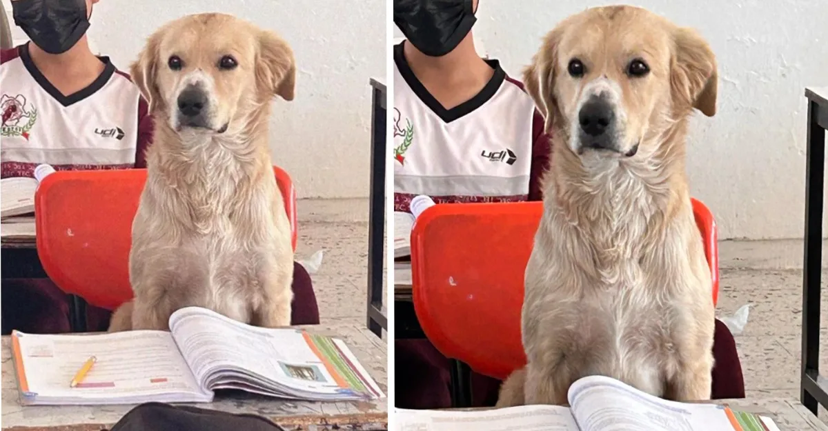 Professora deixa cão ficar em sua classe e ele presta mais atenção do que os alunos