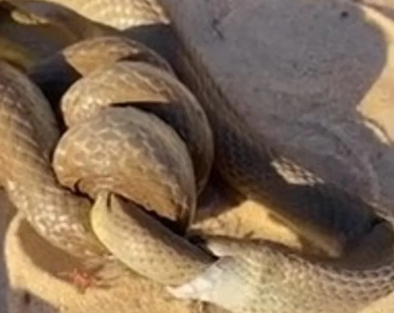 Vídeo chocante flagra cobra canibal engolindo outra cobra na frente de banhistas