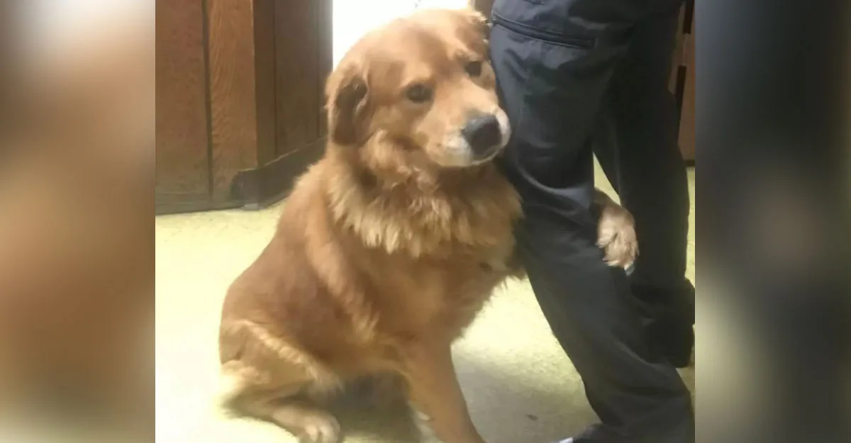 Cachorro abandonado em estacionamento de supermercado não para de abraçar seus salvadores