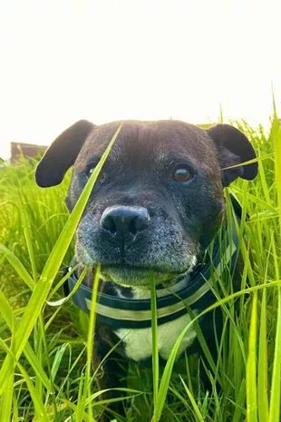 Cão que não conseguia andar por causa de seu excesso de peso emagrece após ser resgatado 2