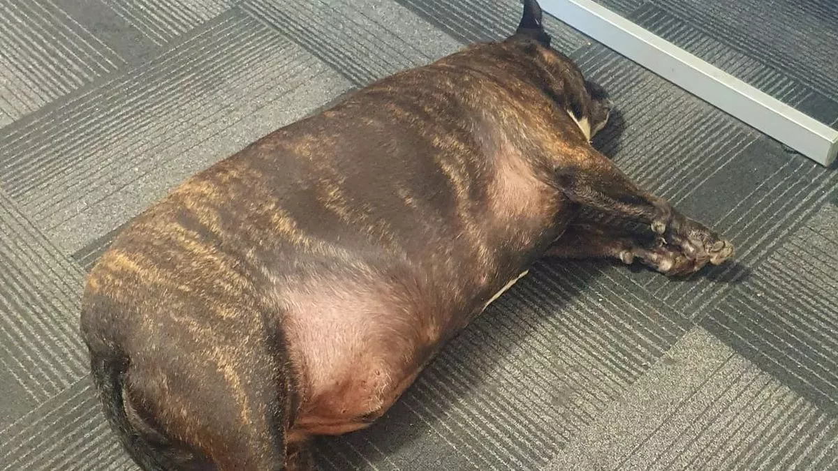 Cão que não conseguia andar por causa de seu excesso de peso emagrece após ser resgatado