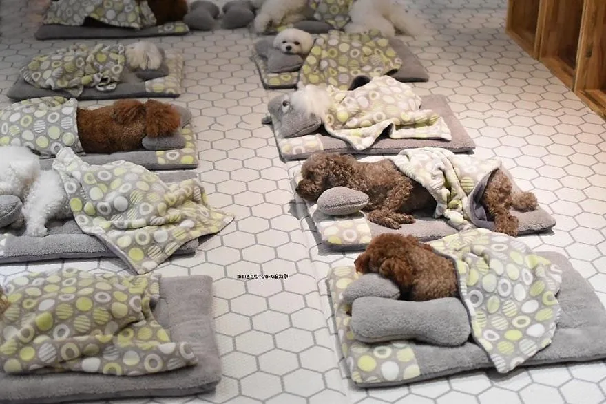 Fotos de cachorros dormindo em creche viraliza na web