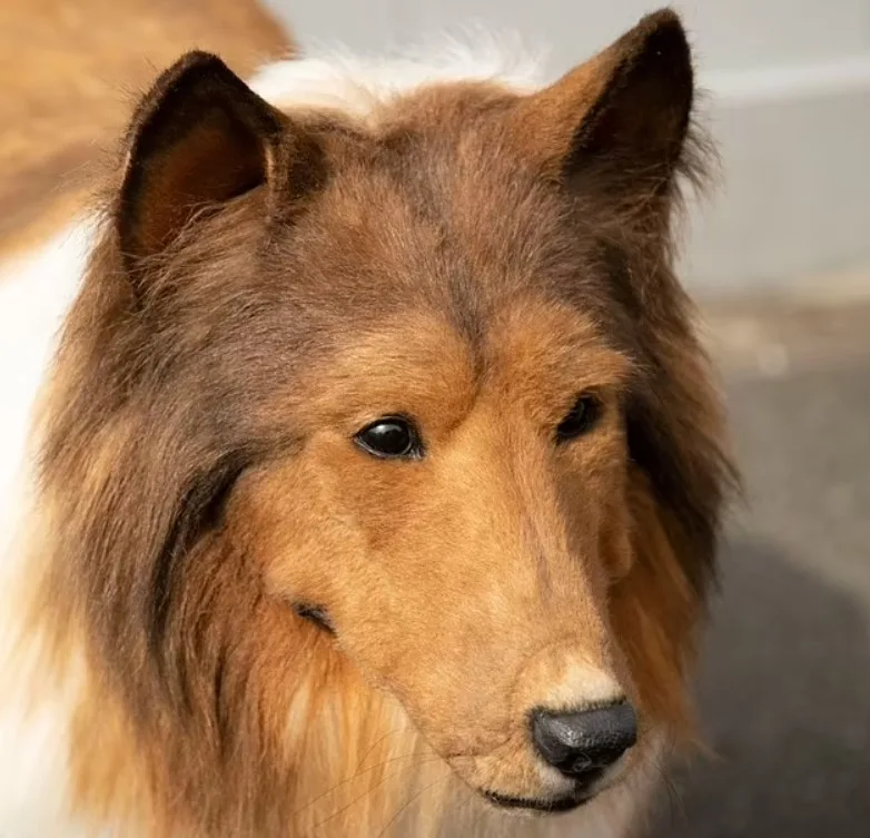 Homem que se transformou em cachorro inicia amizade com novos cães