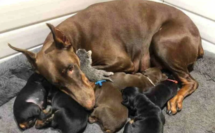 Mamãe doberman adota gatinho órfão e comove internet