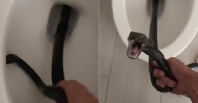 Mulher leva enorme susto ao encontrar cobra saindo de dentro do vaso sanitário