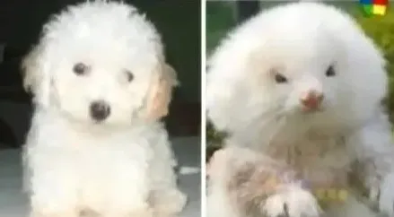 Roedores recebem injeções de esteroides para serem vendidos como poodles