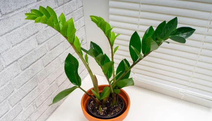 Zamioculcas