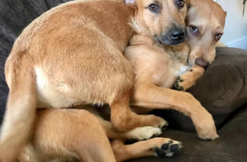 Cachorrinho encontra alma gêmea durante passeio em parque e convence donos a adotá-la