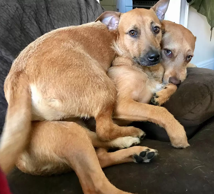 Cachorrinho encontra alma gêmea durante passeio em parque e convence donos a adotá-la