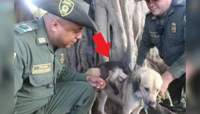 Cachorro de rua e macaco se tornam grandes amigos e se recusam a ser separados