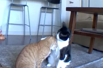Gato é flagrado consolando irmão ansioso enquanto dona estava fora