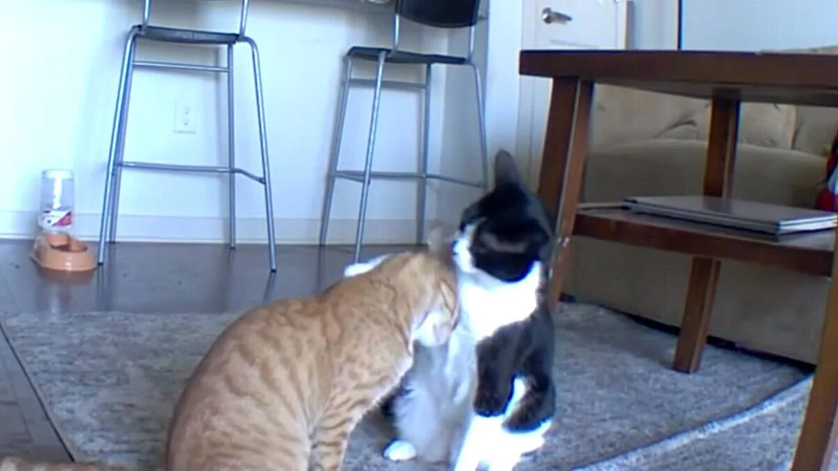 Gato é flagrado consolando irmão ansioso enquanto dona estava fora